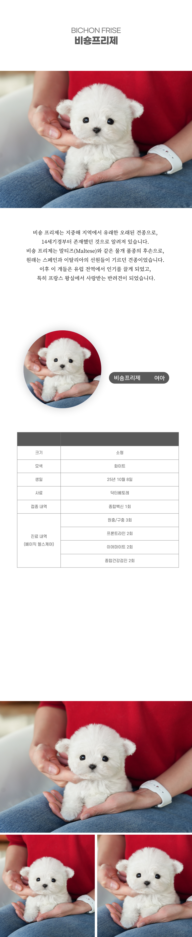 미니비숑_상세이미지_2